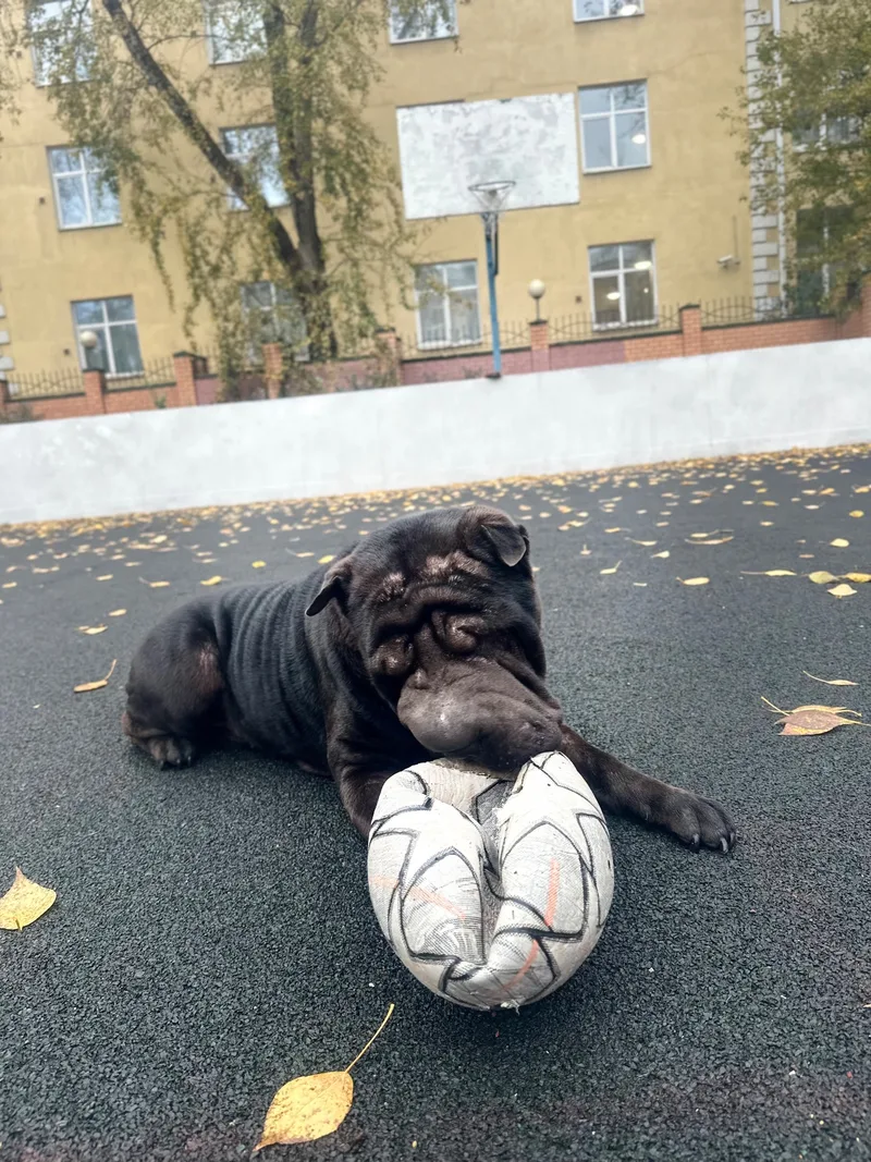 Романюк, фотография