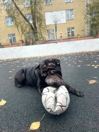 Толстый, фотография