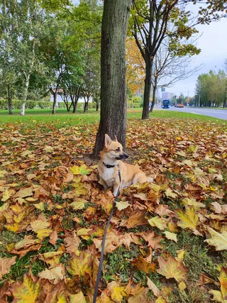 Ария, фотография