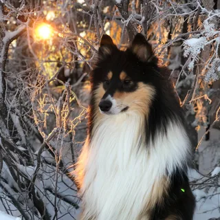 Сириус, фотография