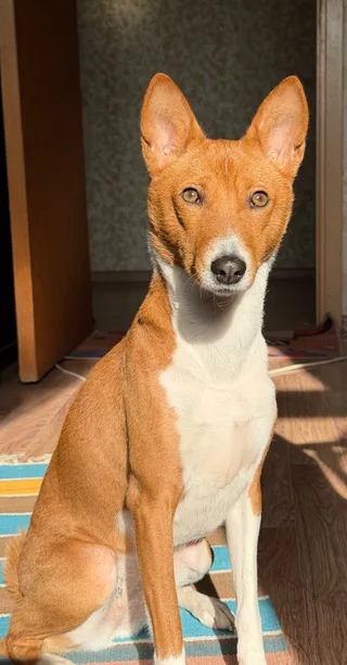 Лаки, фотография
