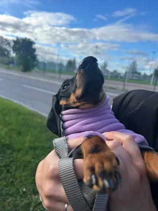 Муха, фотография