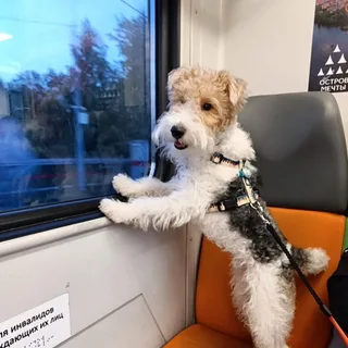 ТЕО, фотография