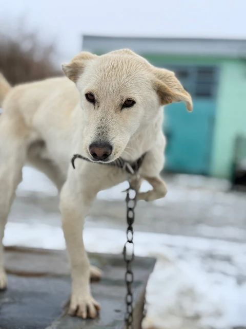 Снежок, фотография