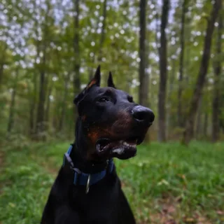 Рамзес, фотография