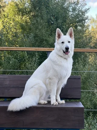 Лотта, фотография