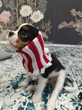 Сириус Блэк, фотография