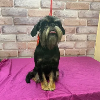 Жужа, фотография