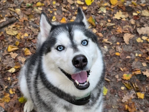 Один, фотография