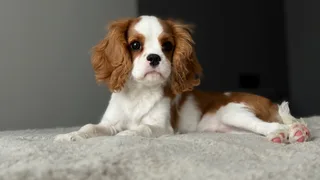 Молли, фотография