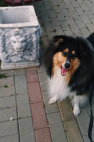 Деми, фотография