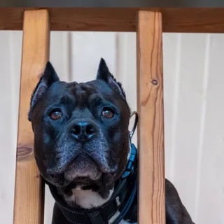 ASTronoMy_Dog, фотография