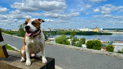 Харди, фотография