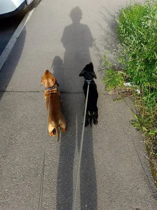 Муха, фотография