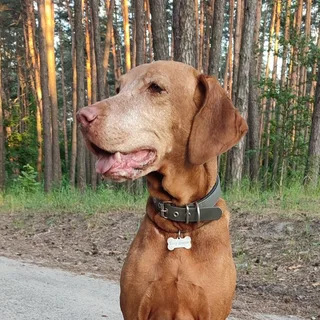 Джинджер, фотография