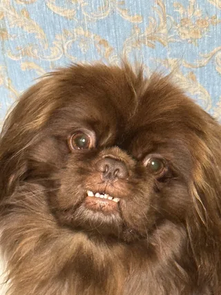 Тём Тёмыч, фотография