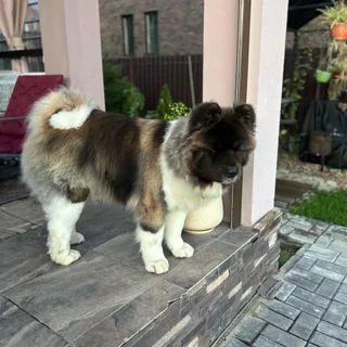 Акира, фотография