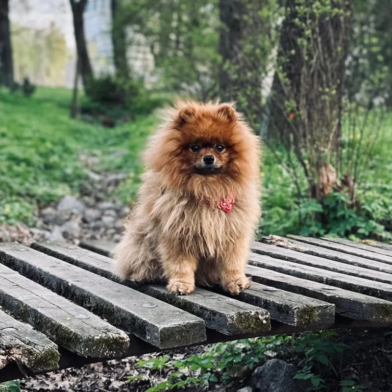 Динеш, фотография