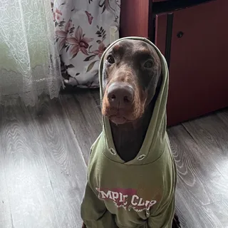 Цезарь, фотография