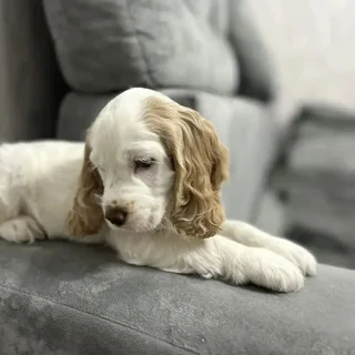 Орфей, фотография