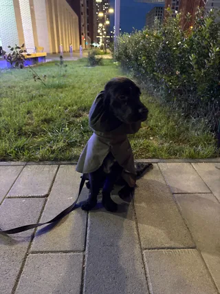 Сэм, фотография