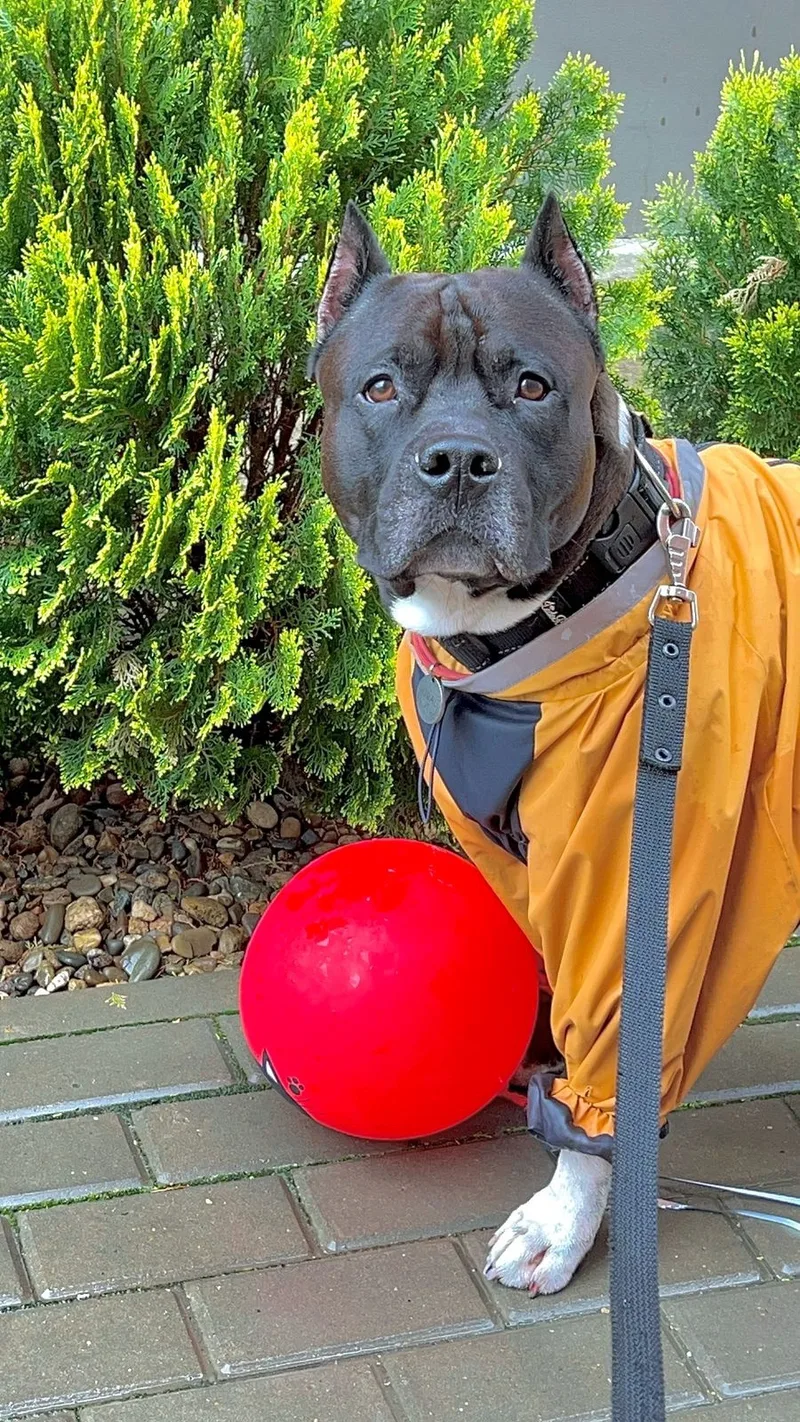 ASTronoMy_Dog, фотография