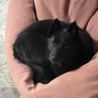 Йоко, фотография