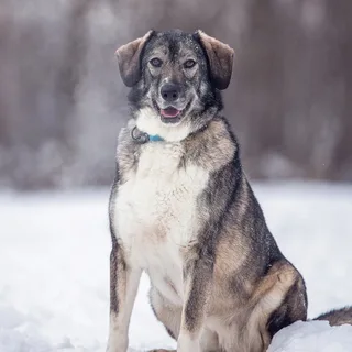 Диона, фотография