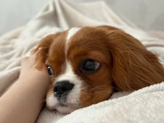 Белла, фотография