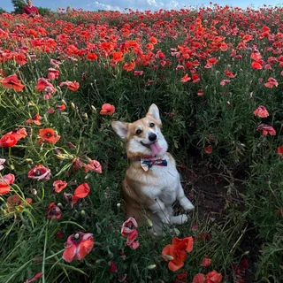 Дора, фотография