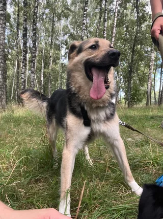 Енот Джо, фотография