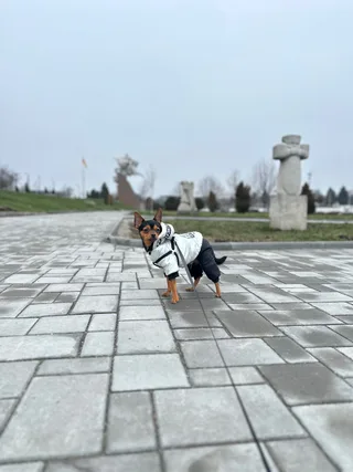 Йожик, фотография