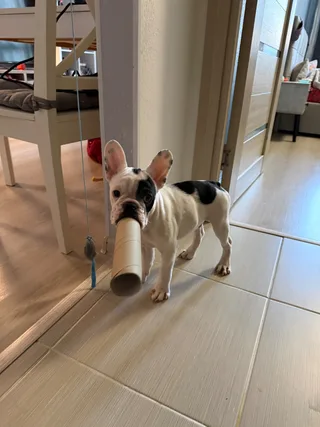 Ozzy Ozzborne, фотография
