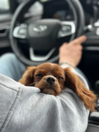 Cookie, фотография