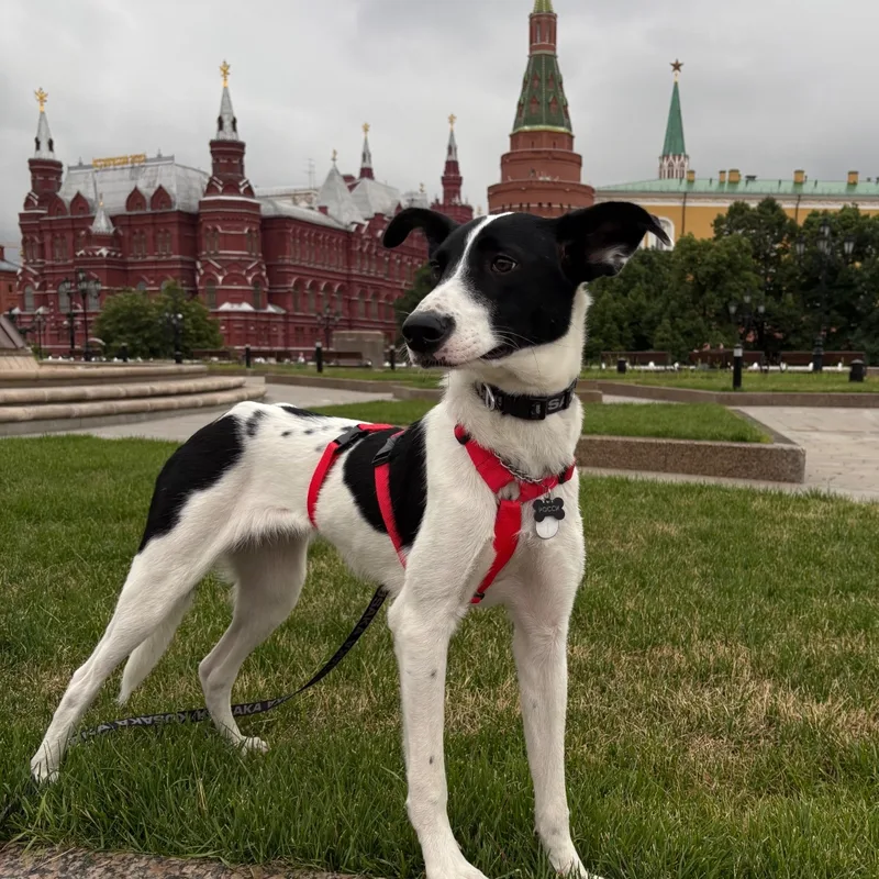 Станислав, фотография