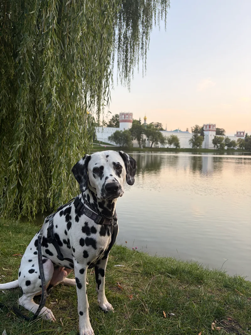 Света, фотография