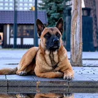 Имран, фотография