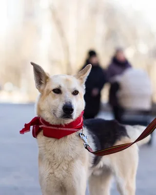 Флойд, фотография