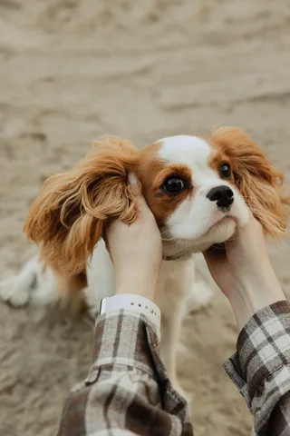 Молли, фотография