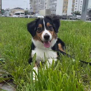 Фин, фотография