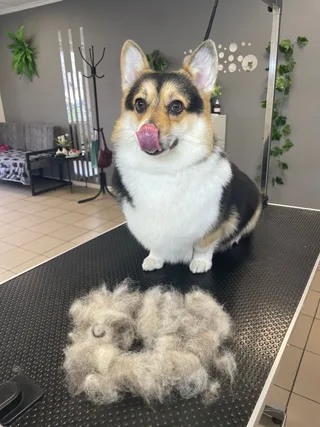 Элли, фотография