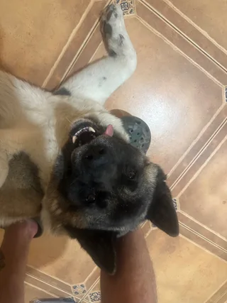 Энджер, фотография