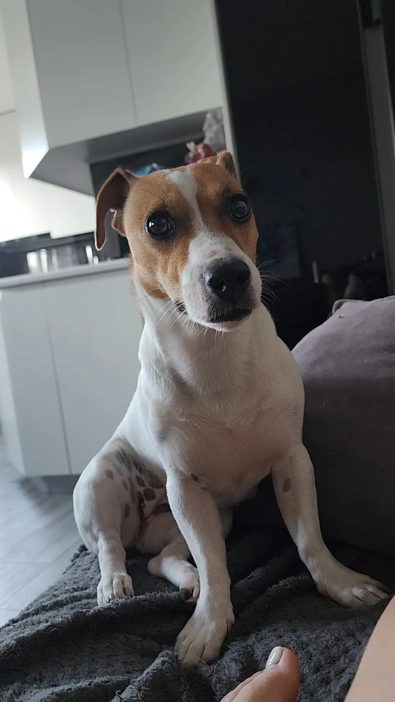 Виктория, Джесси и Зефир🐶🐩❤️, фотография