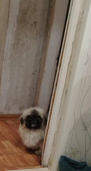 Дымок, фотография
