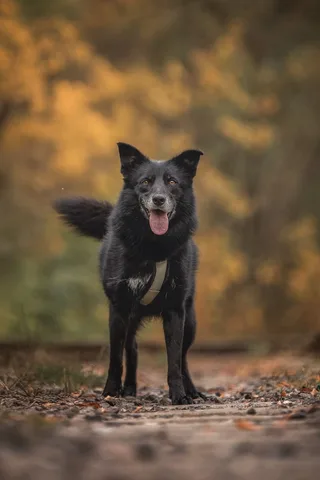 Ника, фотография