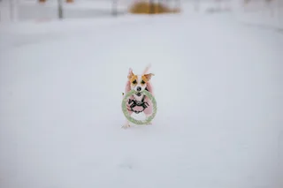 Дейзи, фотография