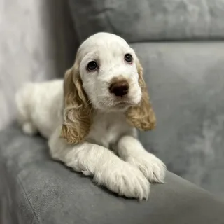 Орфей, фотография