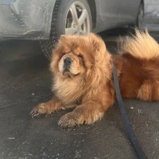 Бо, фотография