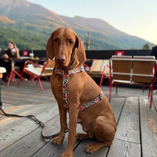 Олли, фотография