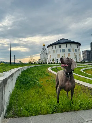 Берта, фотография